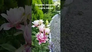 Махровые сорта лилий  #цветы #flowers #shorts