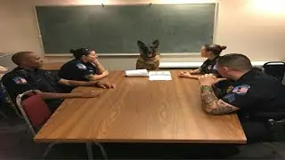 When you have a GSD with 200 iq 😍